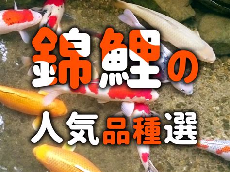 錦鯉品種|錦鯉の種類 人気品種は？錦鯉の違い・見分け方を徹底解説！ 